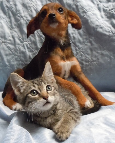 Humane Society of Dallas, aka Dog n Kitty City